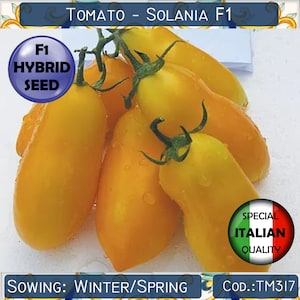 10 Tomato Solania F1 seeds, F1 Hybrid Tomato seeds, Yellow Long Tomato seeds, Italian Rare Tomato seeds #TM317