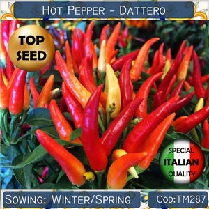25+ Hot Pepper Dattero seeds, Ornamental Hot Pepper seeds, Spicy vegetable seeds, Capsicum Frutescens seeds  #TM287