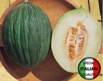 10 Melon Green Tendral seeds, Italian Melon seeds, Neapolitan Green Melon seeds, Non GMO #258