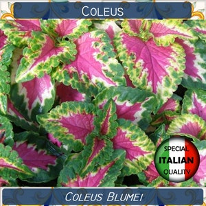 1300+ Coleus Blumei Samen, Pflanzensamen, Coleus Arcobaleno in Miscuglio #FI526