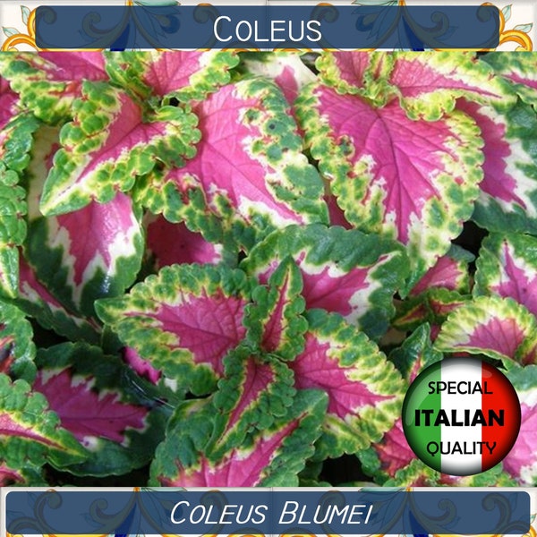 1300+ Coleus seeds, Coleus Blumei seeds, Plant seeds, Coleus Arcobaleno in Miscuglio #FI526