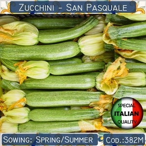 10 Zucchini San Pasquale seeds, Italian Zucchini seeds, Italian garden vegetable, Vegetable seeds, Non GMO #382M