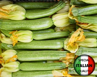 10 Zucchini San Pasquale seeds, Italian Zucchini seeds, Italian garden vegetable, Vegetable seeds, Non GMO #382M