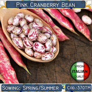 10 Pink Cranberry Bean seeds, Italian Borlotti Bean seeds, Dwarf Bean seeds, Italian Legume seeds #370TM