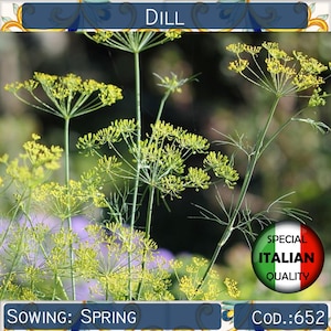 1000+ seeds Dill, Anethum Graveolens seeds, Italian garden seeds, Aromatic herb seeds, Non GMO, #652