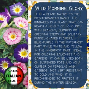 170 Wild Morning Glory Samen, Convolvulus Tricolor Minor Samen, Blumensamen, Convolvo FI530 Bild 2