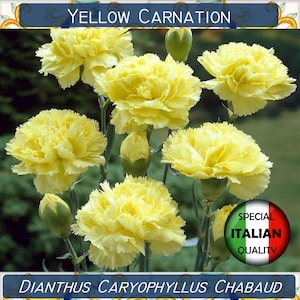 130+ nasion goździków żółtych, Dianthus Caryophyllus Chabaud, nasiona kwiatów, Garofano Giallo #FI554