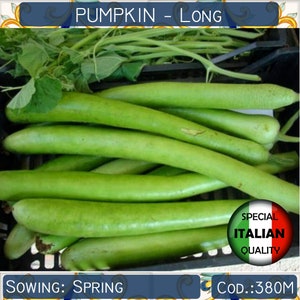 10 semi di zucca lunga di Pergola, semi di zucca verde, semi di zucca siciliana Cucuzza, semi di ortaggi, non OGM #380 M