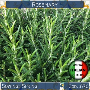 50+ seeds Italian Rosemary, Herb garden seeds, Culinary herb seeds, Non GMO, #670