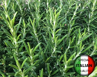 Más de 50 semillas de romero italiano, semillas para jardín de hierbas, semillas de hierbas culinarias, sin OMG #670
