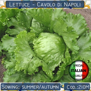 Más de 300 semillas de lechuga Cavolo di Napoli, semillas de lechuga Col de Nápoles, semillas de lechuga italiana, semillas de hortalizas, sin OMG #210 M