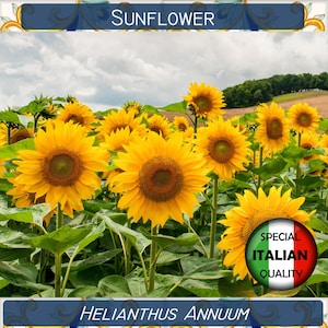 ヒマワリの種 10 個、Helianthus annuum の種、ジャイアントヒマワリの種、Girasole #FI561