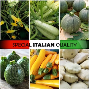 Rare Italian Zucchini - Italian Squash, Summer Squash, Yellow Zucchini, Italian Zucchini flowers, Courgette flowers, Italian Round Zucchini