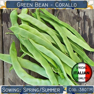 10 Italian Green Bean seeds, Corallo Green Bean seeds, Italian Flat Bean seeds #380TM