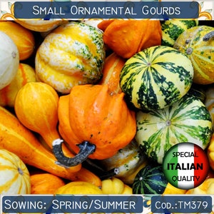10 Small Gourd mix seeds, Ornamental Pumpkin seeds, Colorful Decorative Pumpkin seeds, Cucurbita Moscata #TM379