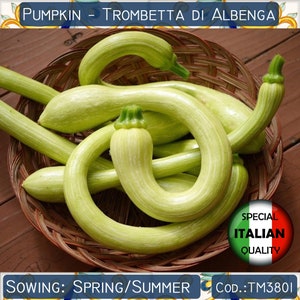 10 graines de citrouille Trombetta di Albenga, graines de courge tromboncino rampicante, graines de courge Snake, graines de légume italien #TM3801