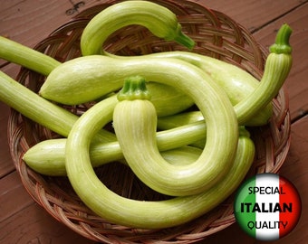 10 semillas de calabaza Trombetta di Albenga, semillas de calabaza Tromboncino Rampicante, semillas de calabaza serpiente, semillas de hortalizas italianas #TM3801
