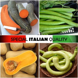 Puede incluir: Un collage de cuatro imágenes que muestran diferentes tipos de calabazas. La imagen superior izquierda muestra una calabaza verde y naranja cortada por la mitad. La imagen superior derecha muestra una pila de calabazas largas y verdes. La imagen inferior izquierda muestra una pila de calabazas butternut, una de las cuales está cortada por la mitad. La imagen inferior derecha muestra una pila de calabazas verdes y rizadas.