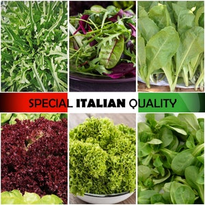 Cutting Lettuce, Italian Lettuce, Italian Salad, Rare Italian Lettuce, Corn Salad