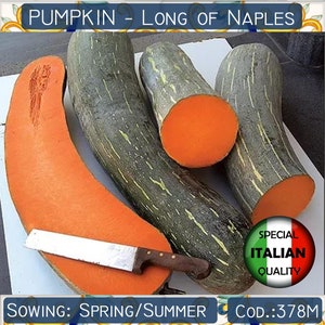 10 Long of Naples Pumpkin seeds, Italian Rare Pumpkin seeds, Italian vegetable seeds #378M