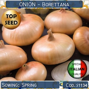 50+ Onion Borettana seeds, Italian Onion seeds, Rovato Onion seeds, Flat onion seeds, Pickles Onion seeds, Long Storage Onion seeds #i1134