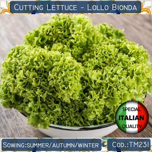400+ Lettuce Lollo Bionda seeds, Curly Leaf Lettuce seeds, Cutting Lettuce seeds, Italian Vegetable seeds, Non GMO #TM231