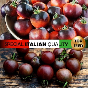 Black Cherry Tomato, Indigo Rose Tomato, Italian Rare Tomato, F1 Hybrid Tomato