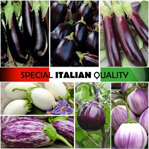 Italian Eggplant, Italian Aubergine, Striped Eggplant, Rare Egglplant, White Egg Eggplant, Listada de Gandia Eggplant