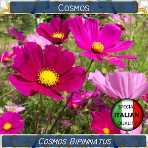 200+ Cosmos Mixed Colors seeds, Cosmos Bipinnatus seeds, Flower seeds, Cosmea Grandiflora #FI528