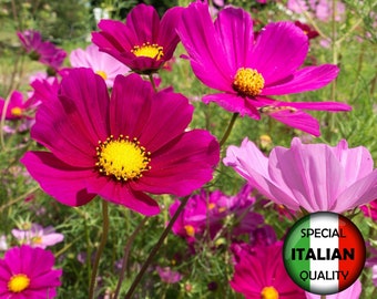Könnte beinhalten: Ein Feld mit rosa und violetten Kosmeen in voller Blüte. Die Blüten haben gelbe Zentren und sind von grünem Laub umgeben. Der Text "Cosmos" und "Cosmos Bipinnatus" ist oben und unten im Bild sichtbar. Ein runder Aufkleber mit dem Text "Besondere italienische Qualität" ist in der unteren rechten Ecke des Bildes zu sehen.