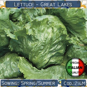 300+ Lettuce Great Lakes seeds, Italian Lettuce seeds, Vegetable seeds, Non GMO #214M