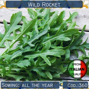 1700+ Italian Arugula seeds, Wild Rocket seeds, Rucola seeds, Aromatic seeds, Herb seeds, Non GMO #TM360