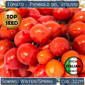 50+ Piennolo del Vesuvio Tomato seeds, Italian Tomato seeds, Principe Borghese Tomato seeds, Cherry Tomato seeds, Rare Tomato seeds #322M