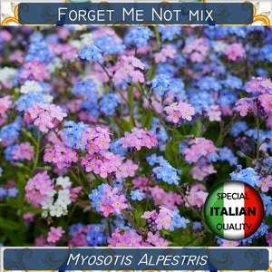 300+ Vergissmeinnicht-Samen in Mischfarbe, Myosotis Alpestris-Samen, BiennialFlower-Samen, Non ti Scordar von mir #FI574