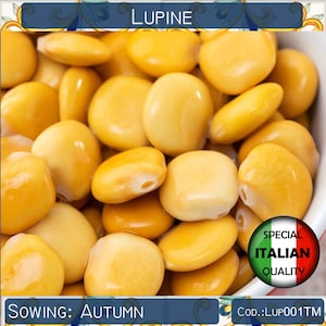 Può includere: Primo piano di una ciotola piena di fave di lupino gialle. Le fave sono piene e lisce, con una texture leggermente rugosa. Il testo "Lupine" è in alto nell'immagine, e "Sowing: Autumn" in basso. Un'etichetta rosso, bianco e verde con il testo "Special Italian Quality" è nell'angolo in basso a destra. Il testo "Cod: LUP001TM" è sotto l'etichetta.