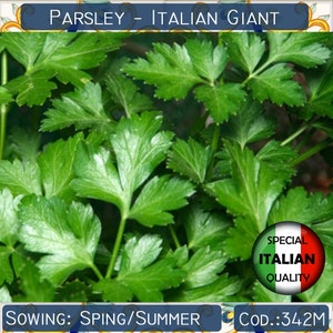 Könnte beinhalten: Nahaufnahme eines Bunds frischer grüner Petersilienblätter. Der Text "Petersilie - Italienischer Riese" befindet sich oben im Bild. Der Text "Aussaat: Frühling/Sommer" befindet sich unten links im Bild. Der Text "Cod: 342M" befindet sich unten rechts im Bild. Ein roter Kreis mit dem Text "Spezial Italienische Qualität" befindet sich unten rechts im Bild.