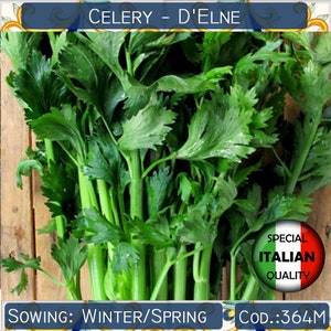 700+ seeds Celery D&#39;Elne seeds, Celery Fully Green seeds, Celery Large Leaf seeds, Italian Herb seeds, Non GMO, Herb seeds #364M