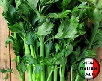 Más de 700 semillas de apio D'Elne, semillas de apio completamente verde, semillas de apio de hoja grande, semillas de hierbas italianas, sin OMG, semillas de hierbas n.° 364 M