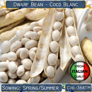 10 Coco Blanc Bean seeds, White Bean seeds, Dwarf Bean seeds, Rare Bean seeds #368TM