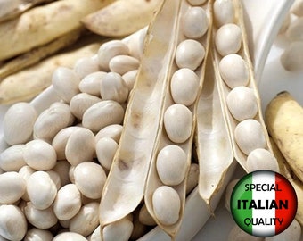 10 semillas de frijol Coco Blanc, semillas de frijol blanco, semillas de frijol enano, semillas de frijol raro #368TM