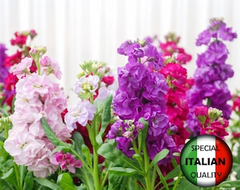 Mais de 400 sementes de violeta-incana (Mattiola incana) em cores variadas, sementes de flores bienais, Violaciocca di Nizza #FI572
