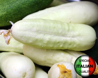 15個の白いキュウリの種子、イタリアのキュウリの種子、半分長いキュウリの種子、野菜の種子、非遺伝子組み換え #098 M
