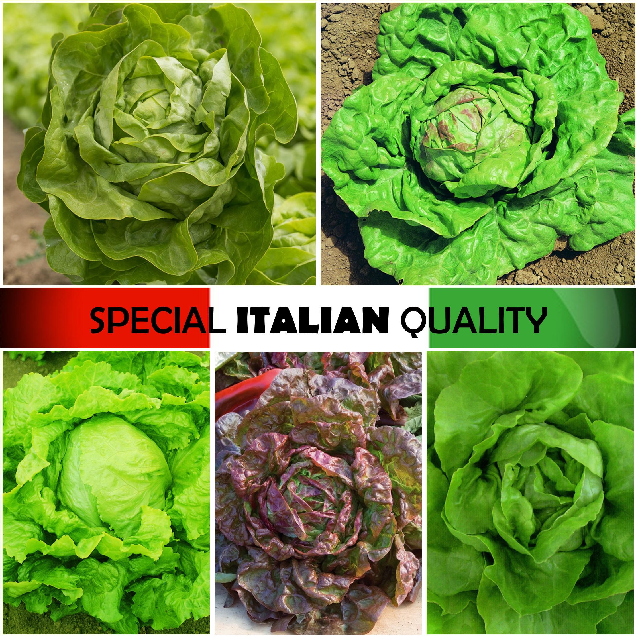Italian Lettuce, Italian Salad, Boston Lettuce, Red Leaf Lettuce, Rare Italian Lettuce