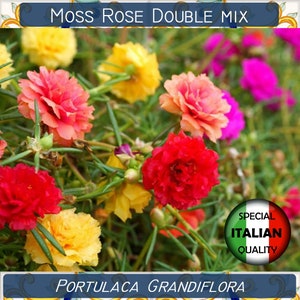 2500+ Moosrose Double Mix Samen, Portulaca Grandiflora Samen, Einjährige Blume Samen #FI590