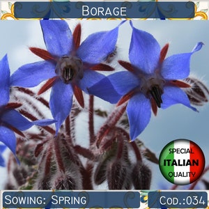 70+ seeds Borage, Borago officinalis seeds, Italian herb garden seeds, Aromatic herb seeds, Non GMO, #034