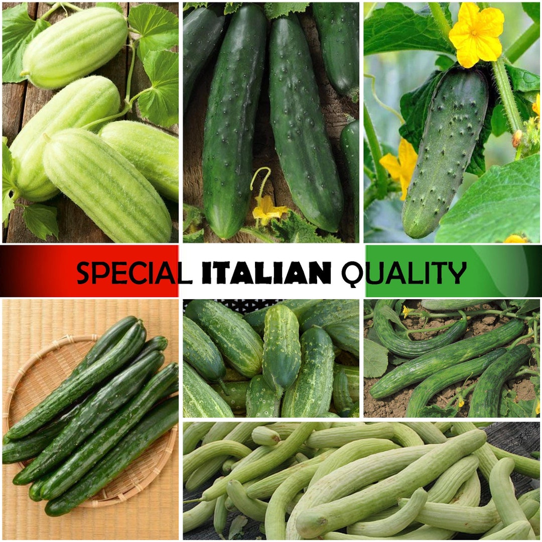 Italian Cucumber Carosello Barese Cucumber, Tortarello Cucumber