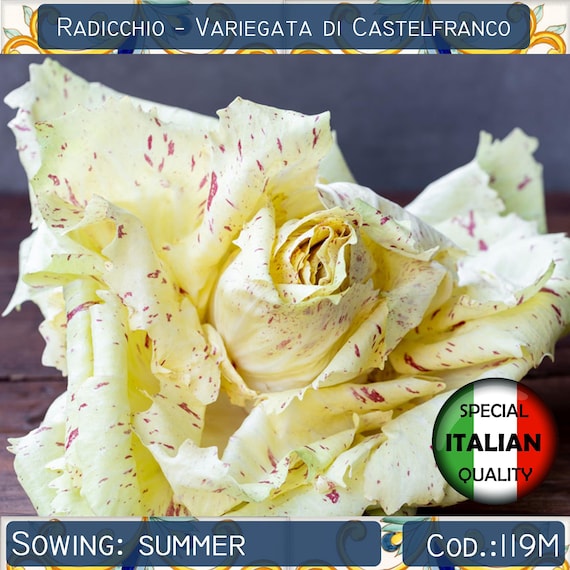 300+ semi di Radicchio Variegata di Castelfranco, Semi di cicoria italiana,  Semi di ortaggi rari, Non OGM #119 M - Etsy Italia