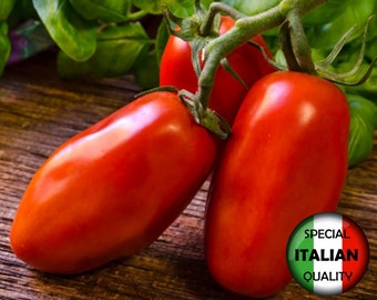 150+ Tomaat San Marzano zaden, Italiaanse Tomatenzaden, Rode Tomatenzaden, Groentezaden, Non GMO #300M