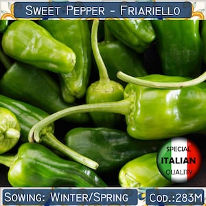 70+ Sweet Pepper Friariello seeds, Sweet Frying Green Pepper seeds, Italian Pepper seeds, Vegetable seeds, Non GMO #283M