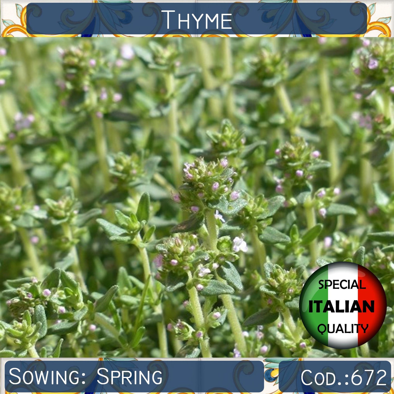 2500 seeds Italian Thyme Herb garden seeds Culinary herb Etsy